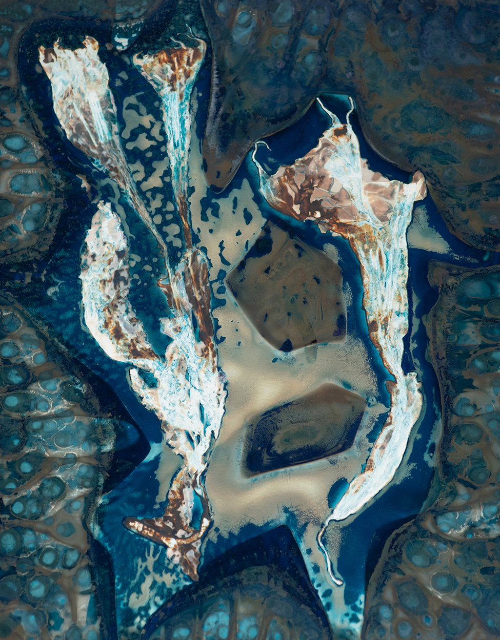 Brugmansia, 2025, Cyano-phytogram, 11”x 14”