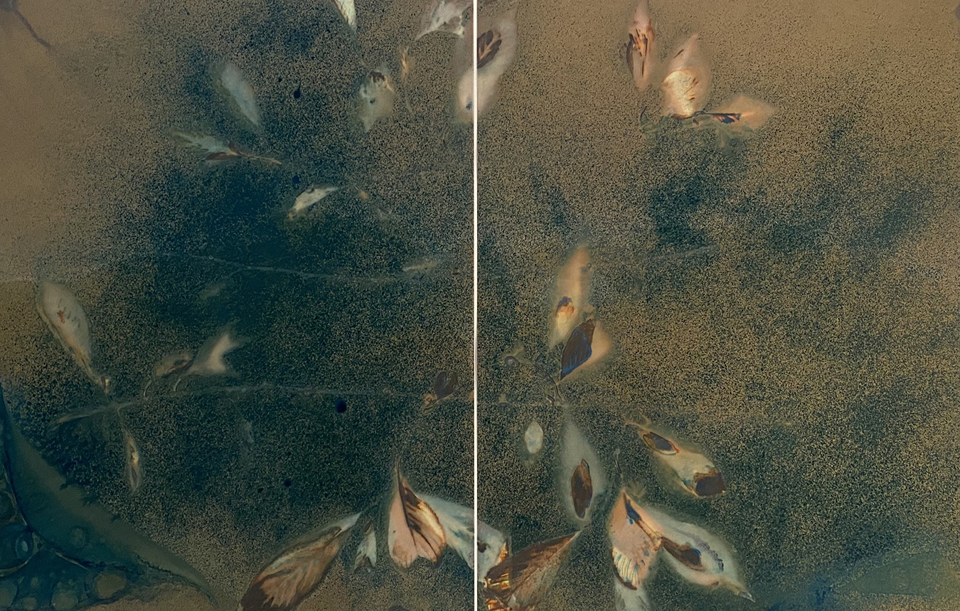 Weeping, 2025, Cyano-phytogram, 22” x 14” Diptych