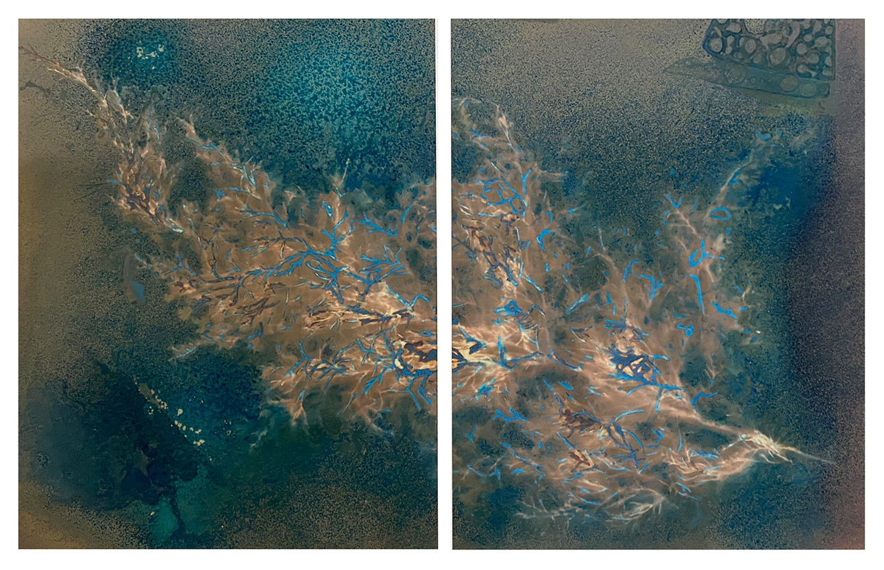 Evergreen Branch, 2024, Cyano-phytogram, 22” x 14” Diptych