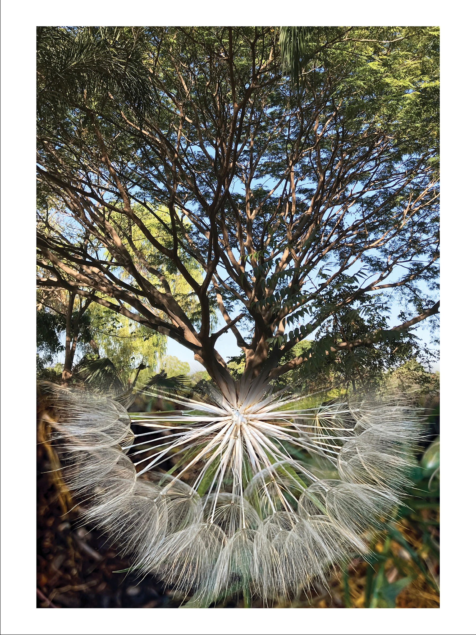 Filigree | 18 x 24 inches