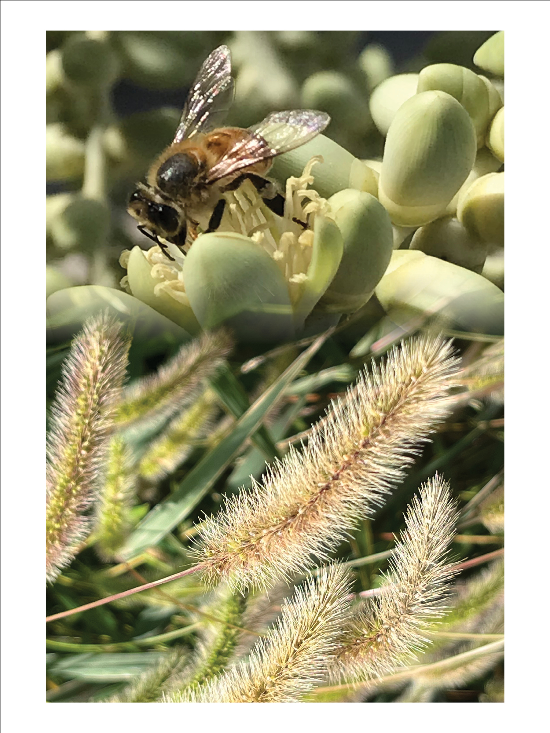 Abeja / Foxtail | 18 x 24 inches