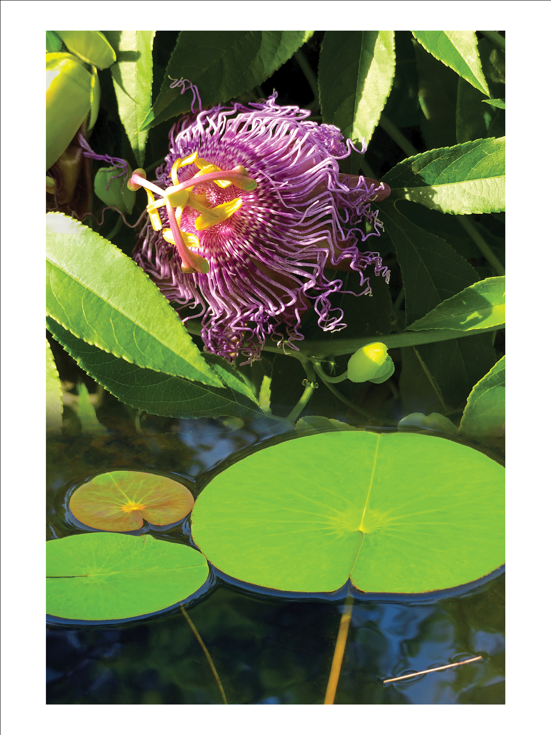 Morado | 18 x 24 inches