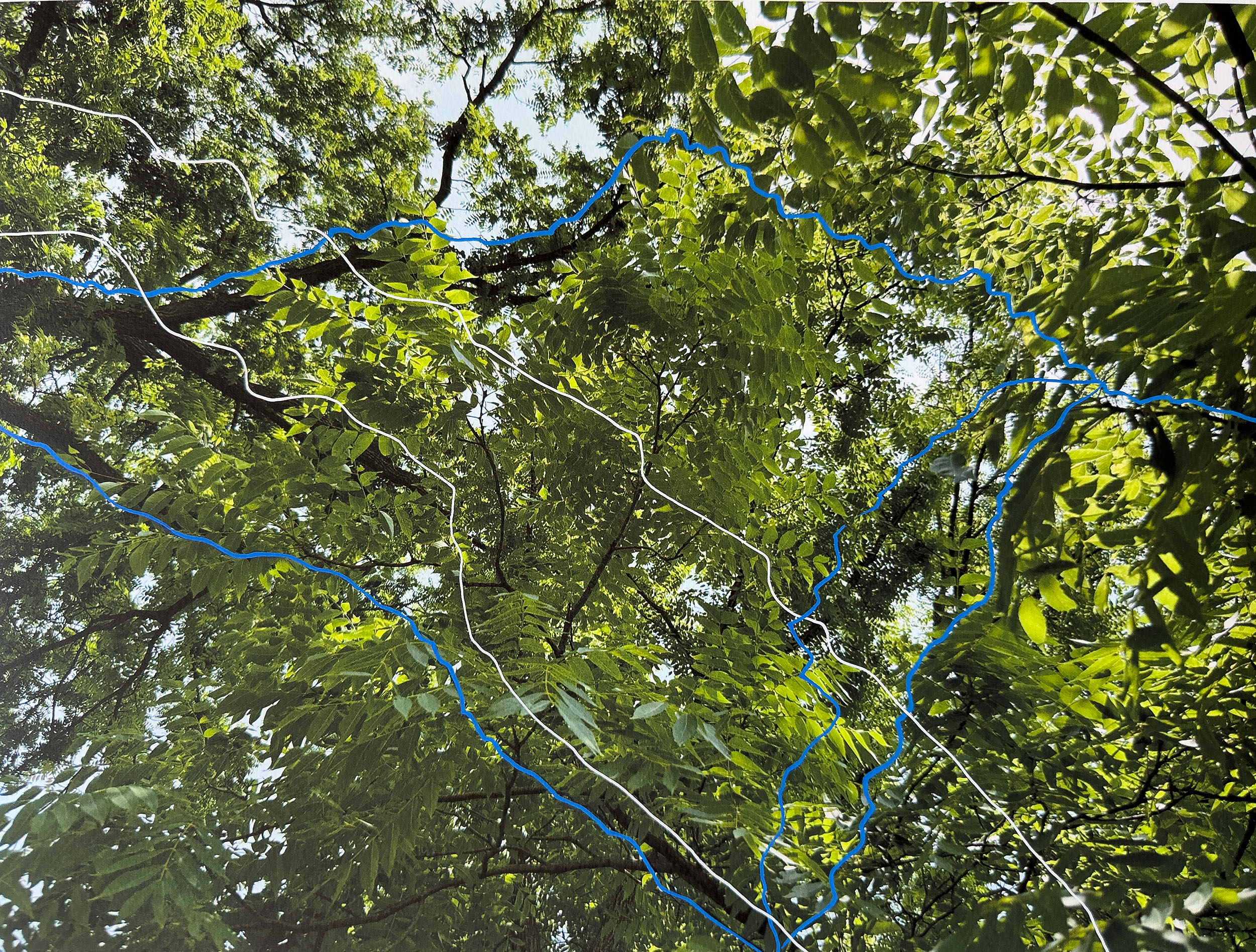 Constructing Memory, Summer Leaves: Detail | A Pigment Ink Print on Archival Paper with Paint Marker, 16” x 20”