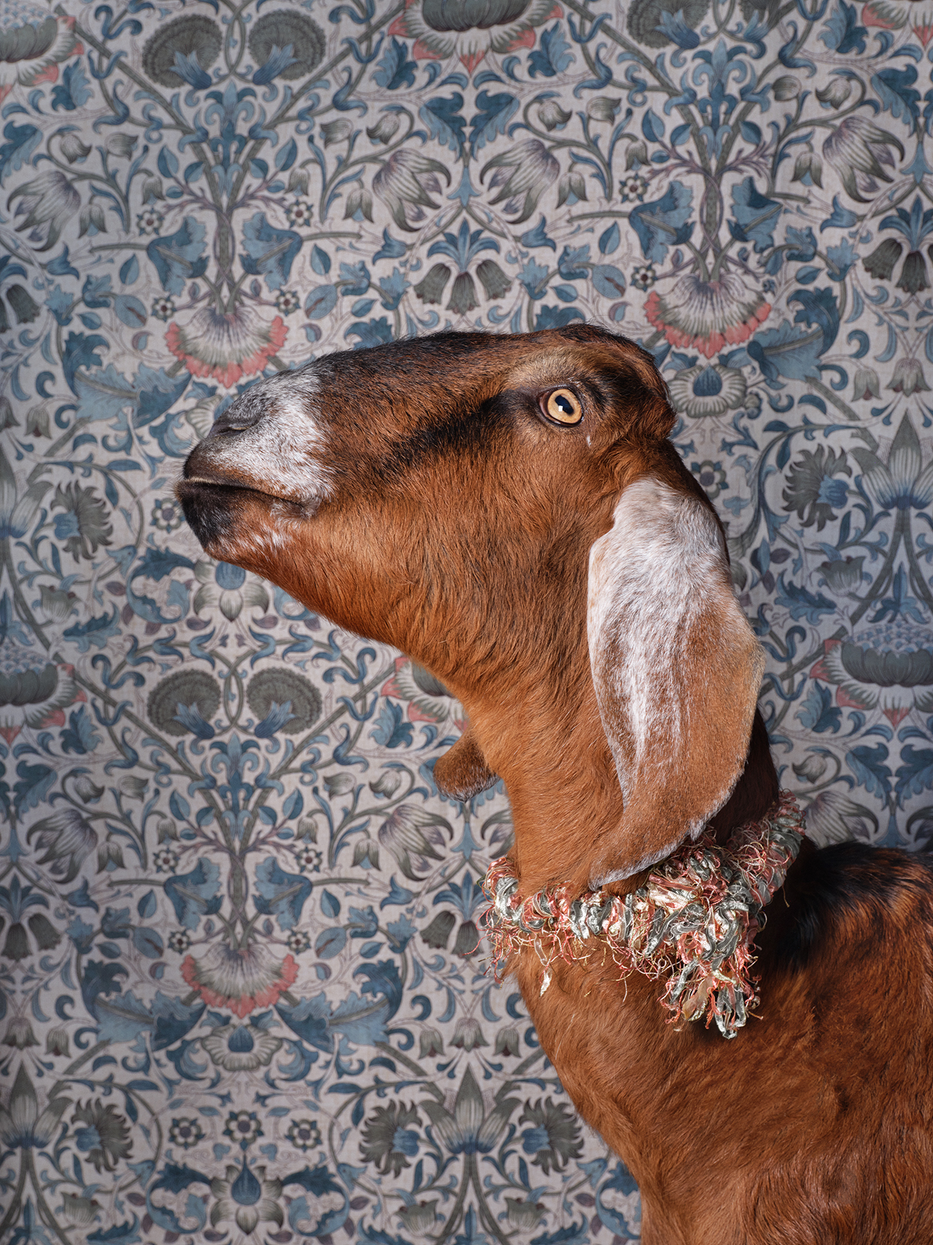 Philly Goat Portrait: Teddy, Image Credit ©️ Claire Rosen Photography llc @claire__rosen (post production by @thepostoffice_nyc)
