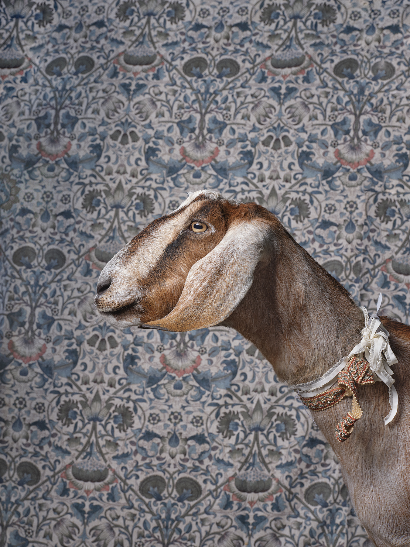 Philly Goat Portrait: Joy, Image Credit ©️ Claire Rosen Photography llc @claire__rosen (post production by @thepostoffice_nyc)