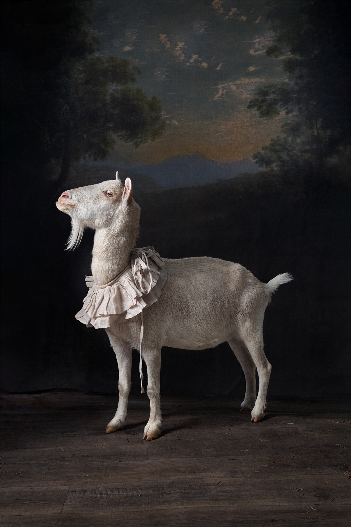 Philly Goat Portrait: Oliver, Image Credit ©️ Claire Rosen Photography llc @claire__rosen (post production by @thepostoffice_nyc)
