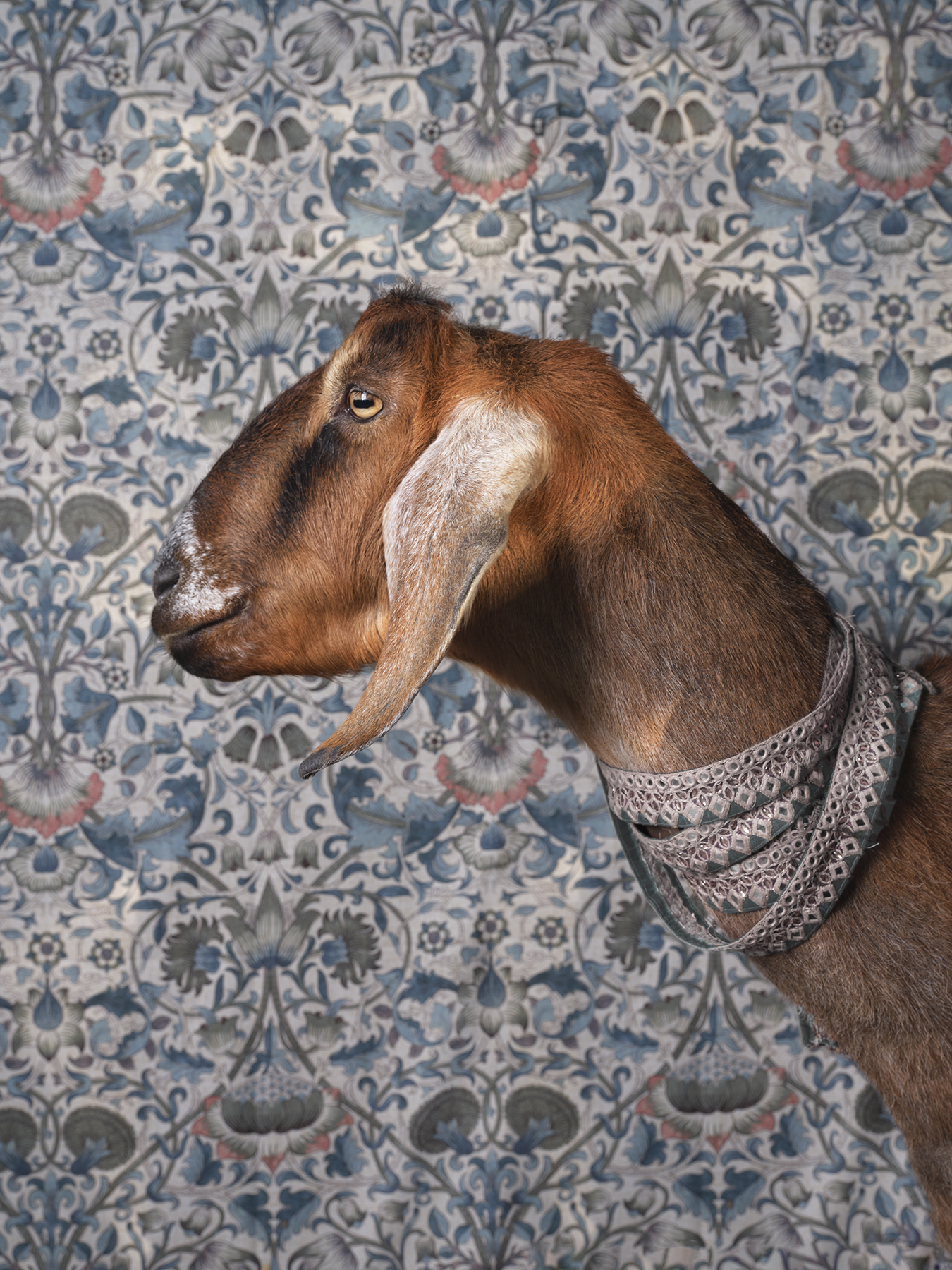 Philly Goat Portrait: Ray, Image Credit ©️ Claire Rosen Photography llc @claire__rosen (post production by @thepostoffice_nyc)
