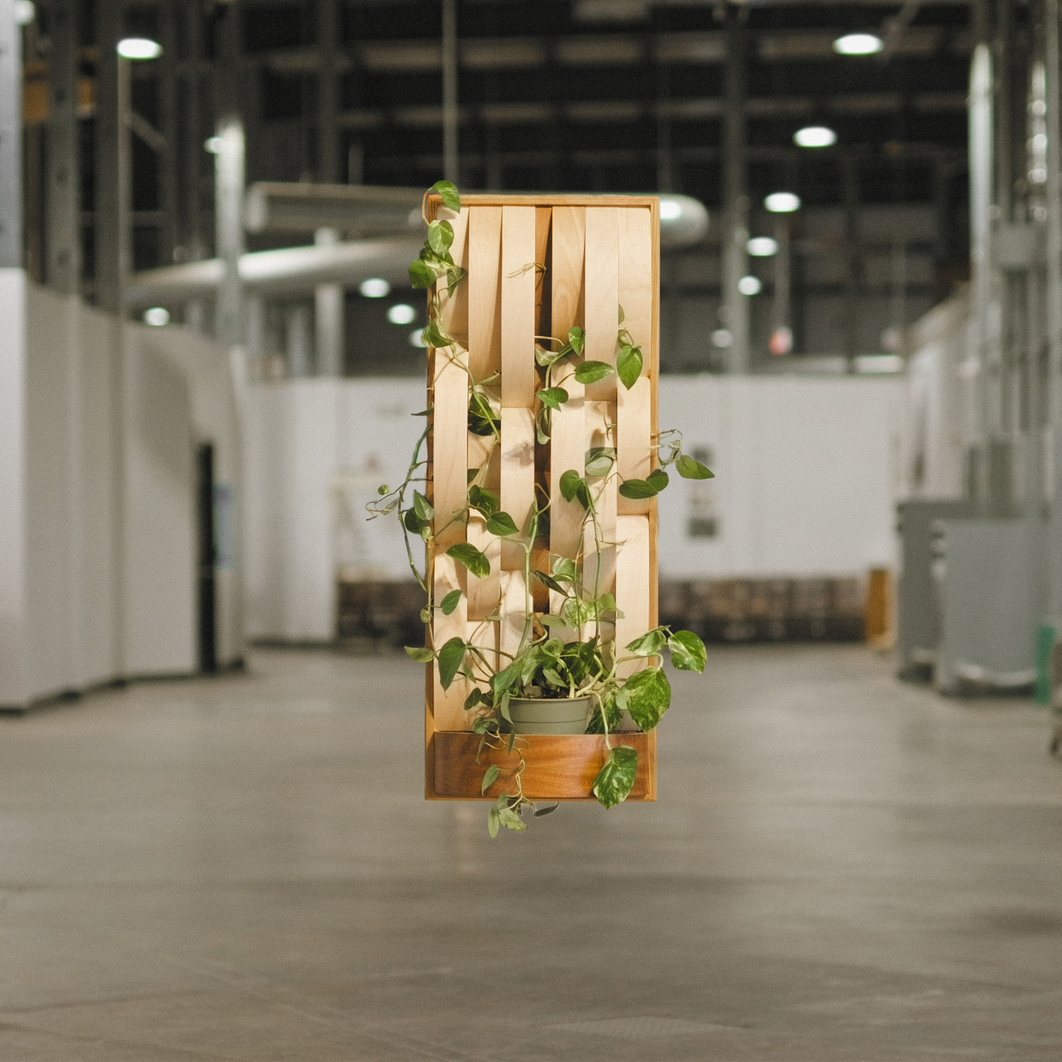 "Integrated Life" 2025, wood drum shell fragments, live pothos, 35” x 13”