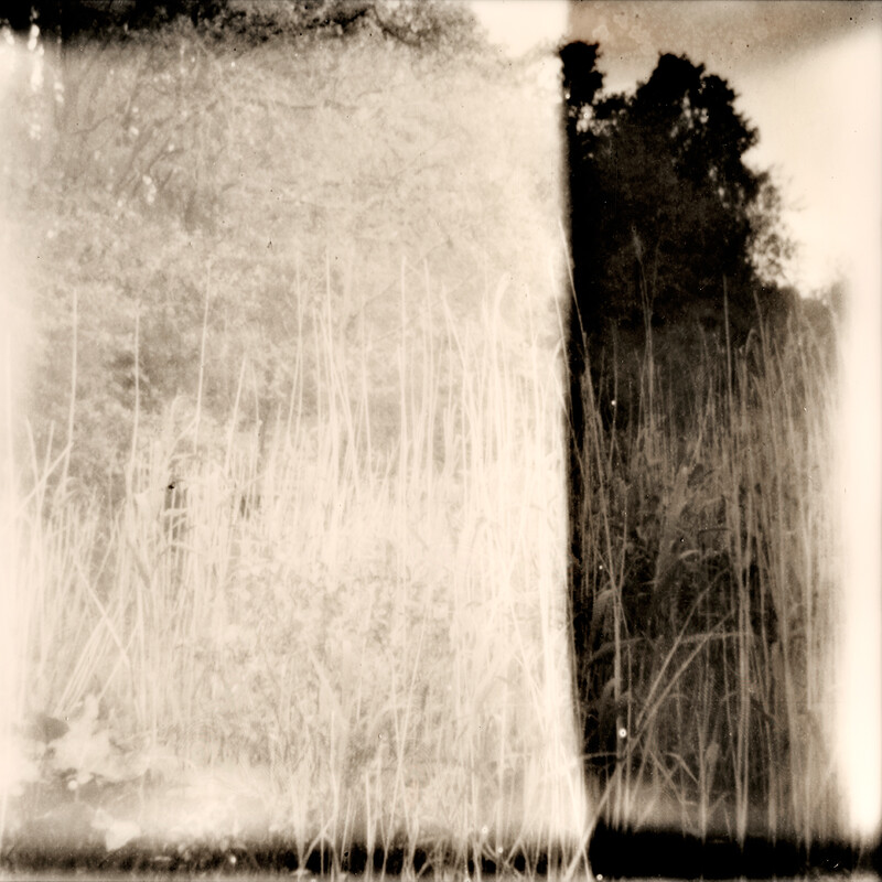 Undergrowth #1 | Outdated Polaroid film, 21 x 20 inches