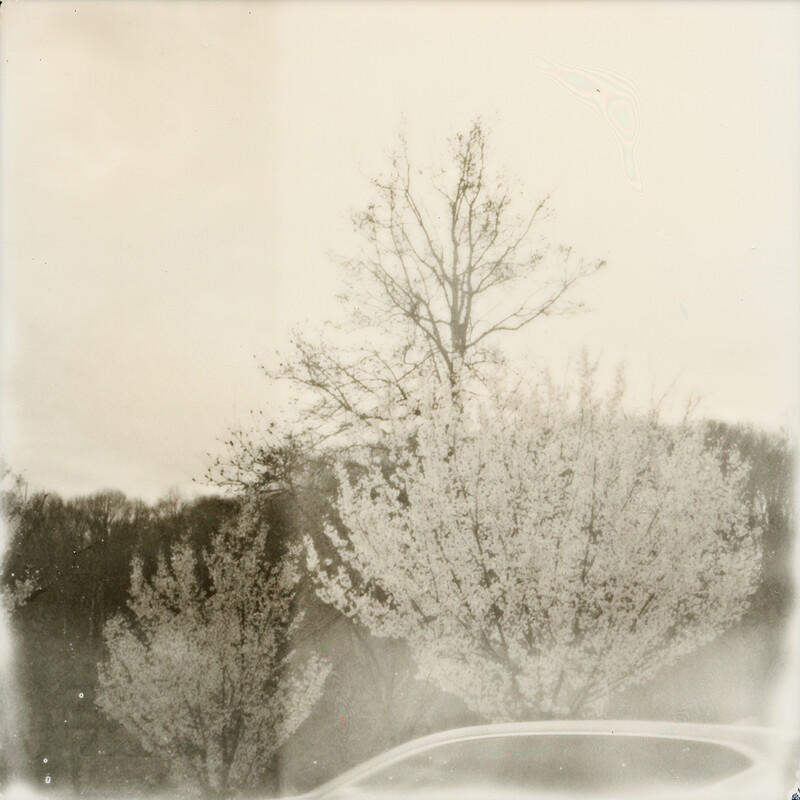 Undergrowth #5 | Outdated Polaroid film, 21 x 20 inches 