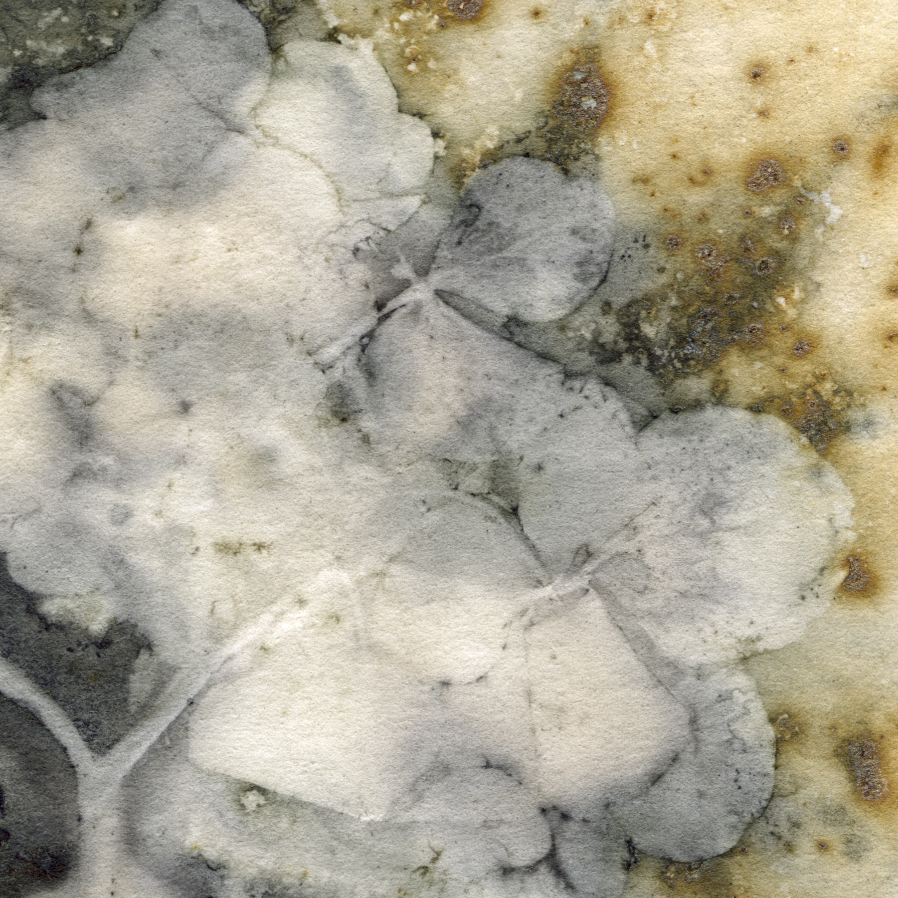 "PALIMPSEST 2" 2025, Eco-print on 300gsm watercolor paper with foraged hydrangea flowers and leaves, iron modifier, and alum mordant, 6” x 6"