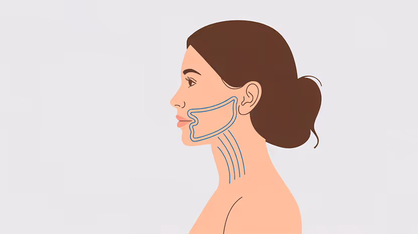 llustration of a woman's face in side profile, showing the jawline anatomy.
