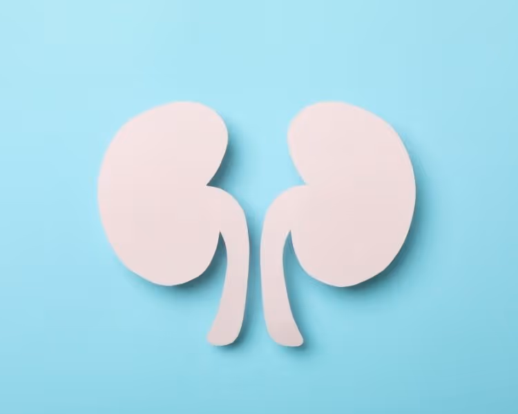 White decorative kidneys on blue background