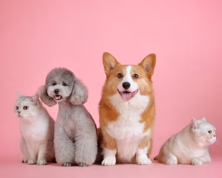 Cats and dogs on pink background