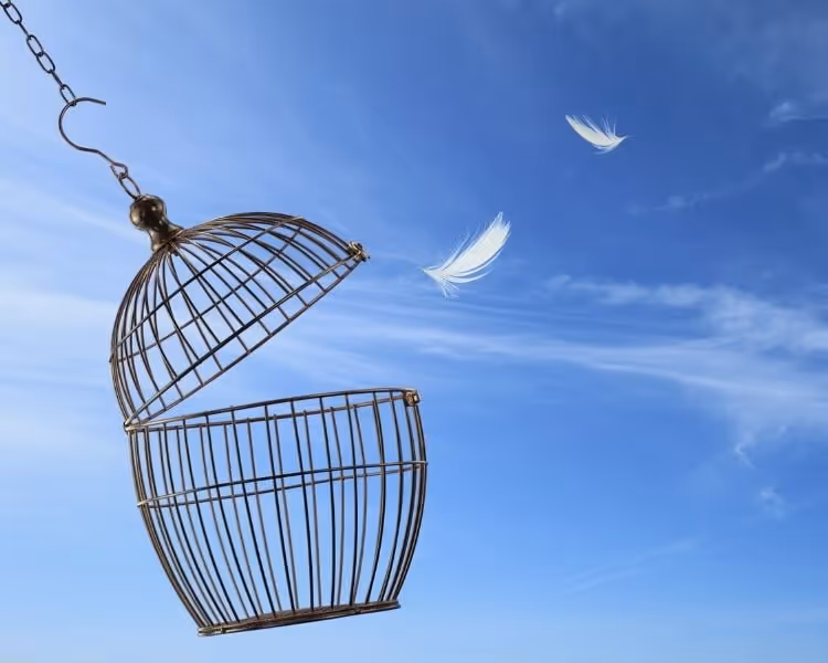 Opened bird cage with feathers in the air alongside