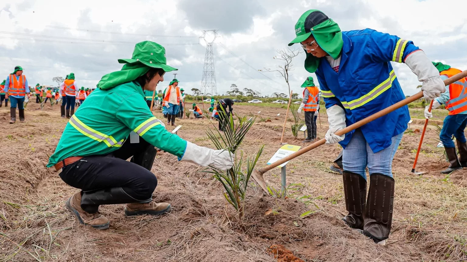 Macaúba: o biocombustível brasileiro que pode impulsionar inovação e sustentabilidade no mercado de seguros