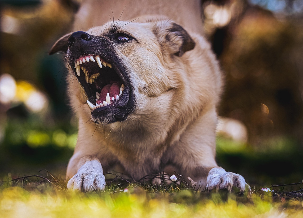 Mordidas de cães levam 1.361 crianças à internação e abrem uma discussão sobre responsabilidade civil e seguros