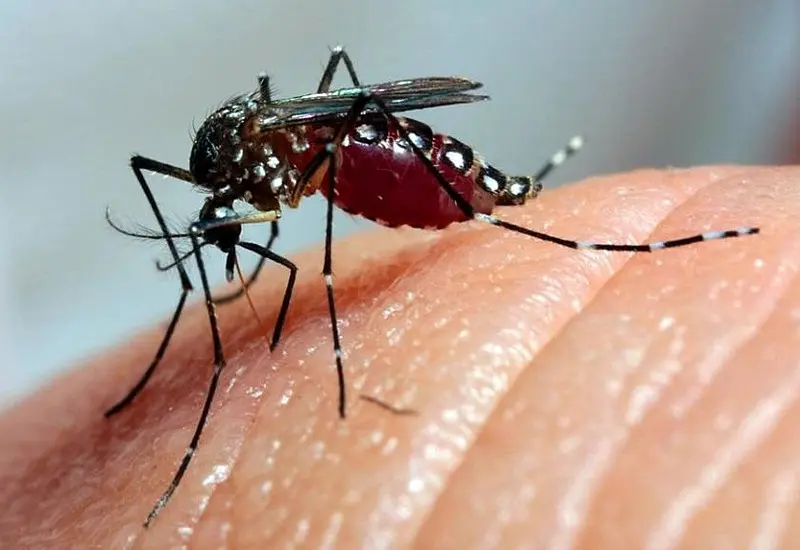 O surto de dengue no Brasil e a importância do Seguro de Vida com Cobertura DIT para profissionais autônomos