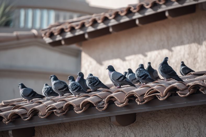 Compliance & local law: Phoenix specifics