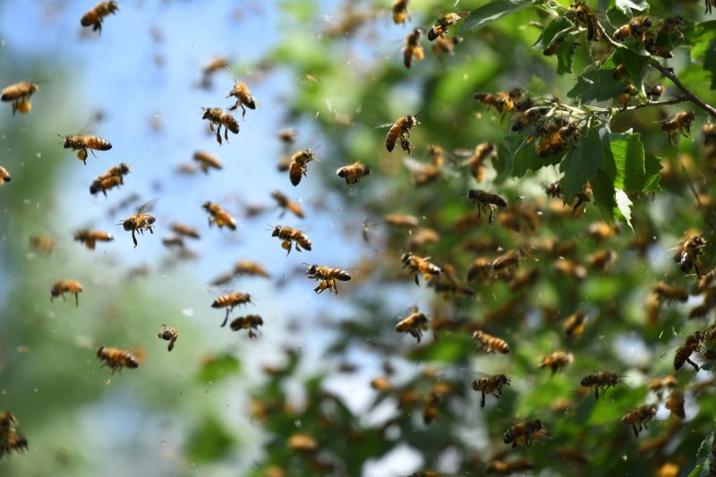 bee Swarm Removal