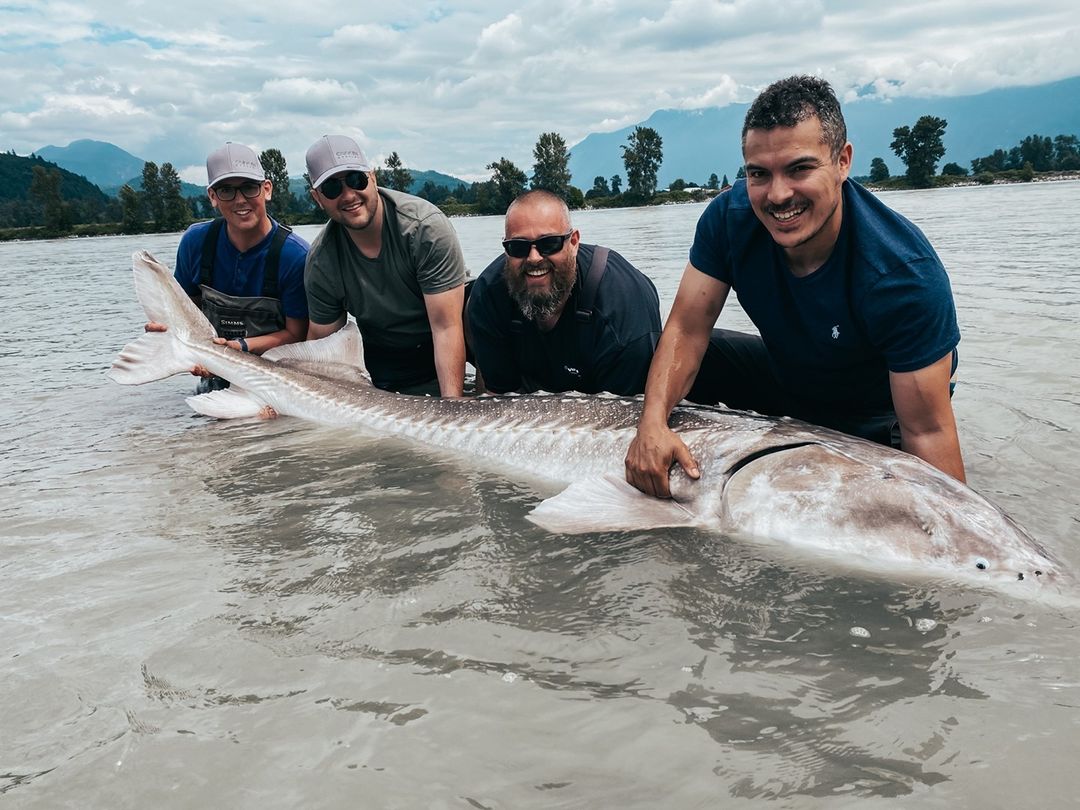 A group of men holding a sturgeon in the river