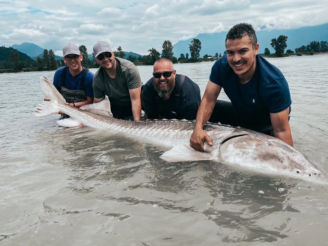 A group of men holding a sturgeon in the river