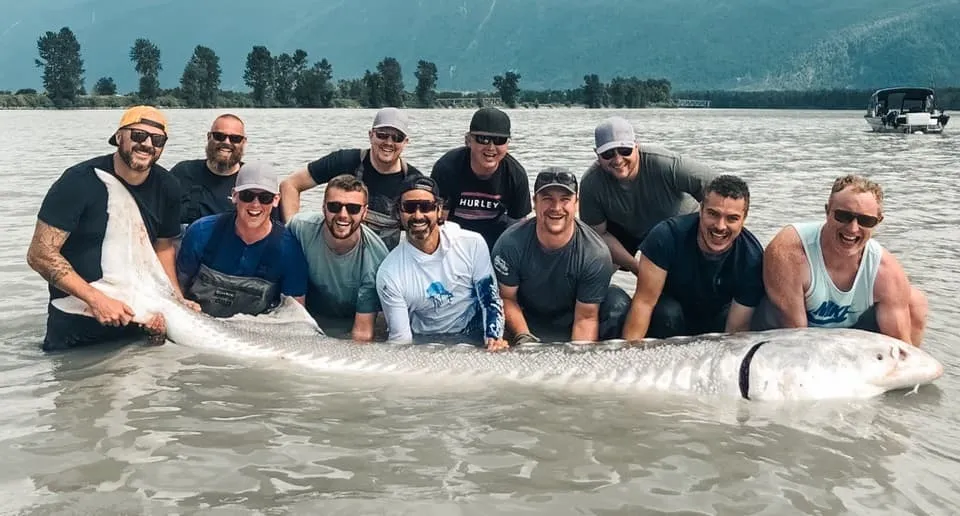 A group of men holding a large sturgeon in the river