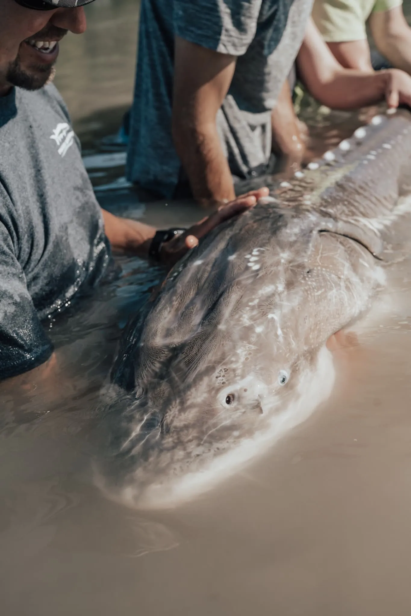 A group of girls holding a sturgeon in the river
