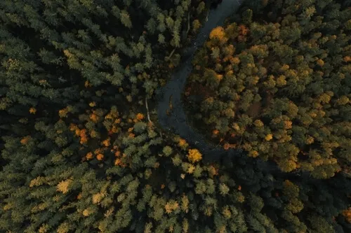 A bird's eye view of a forest