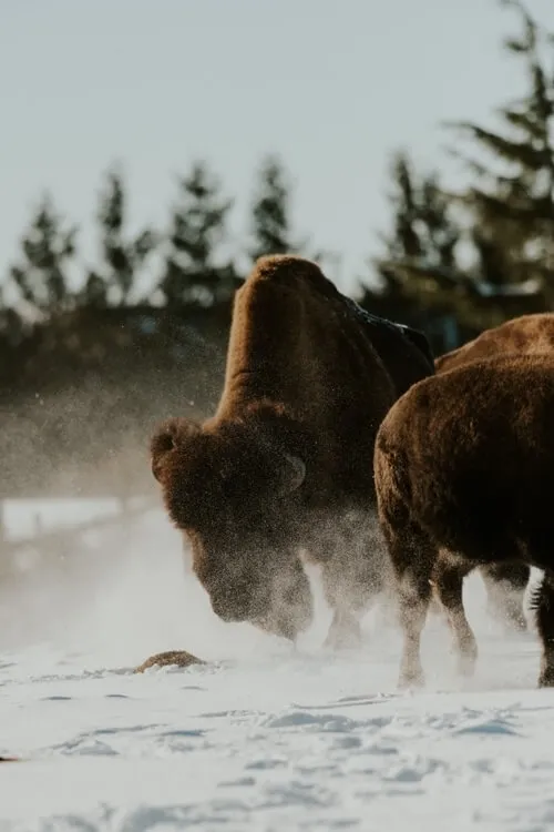 A herd of bison in the snow at the Fraser River Lodge near Vancouver