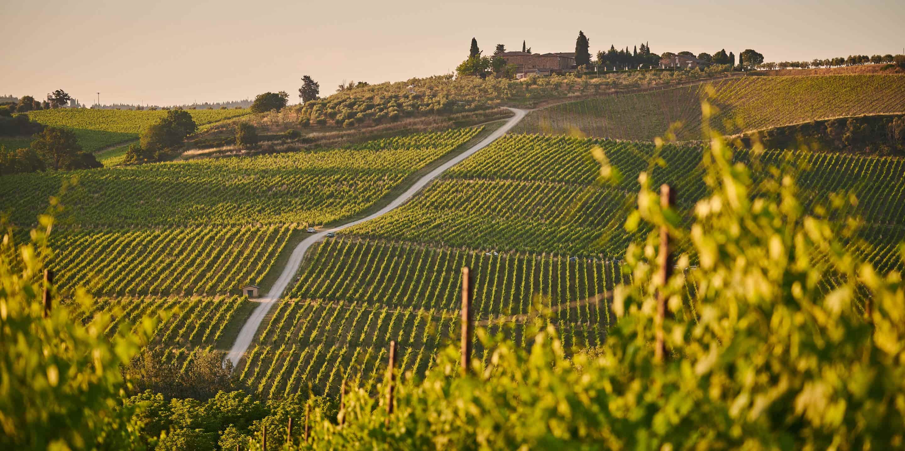 paysage-vignes-vignoble