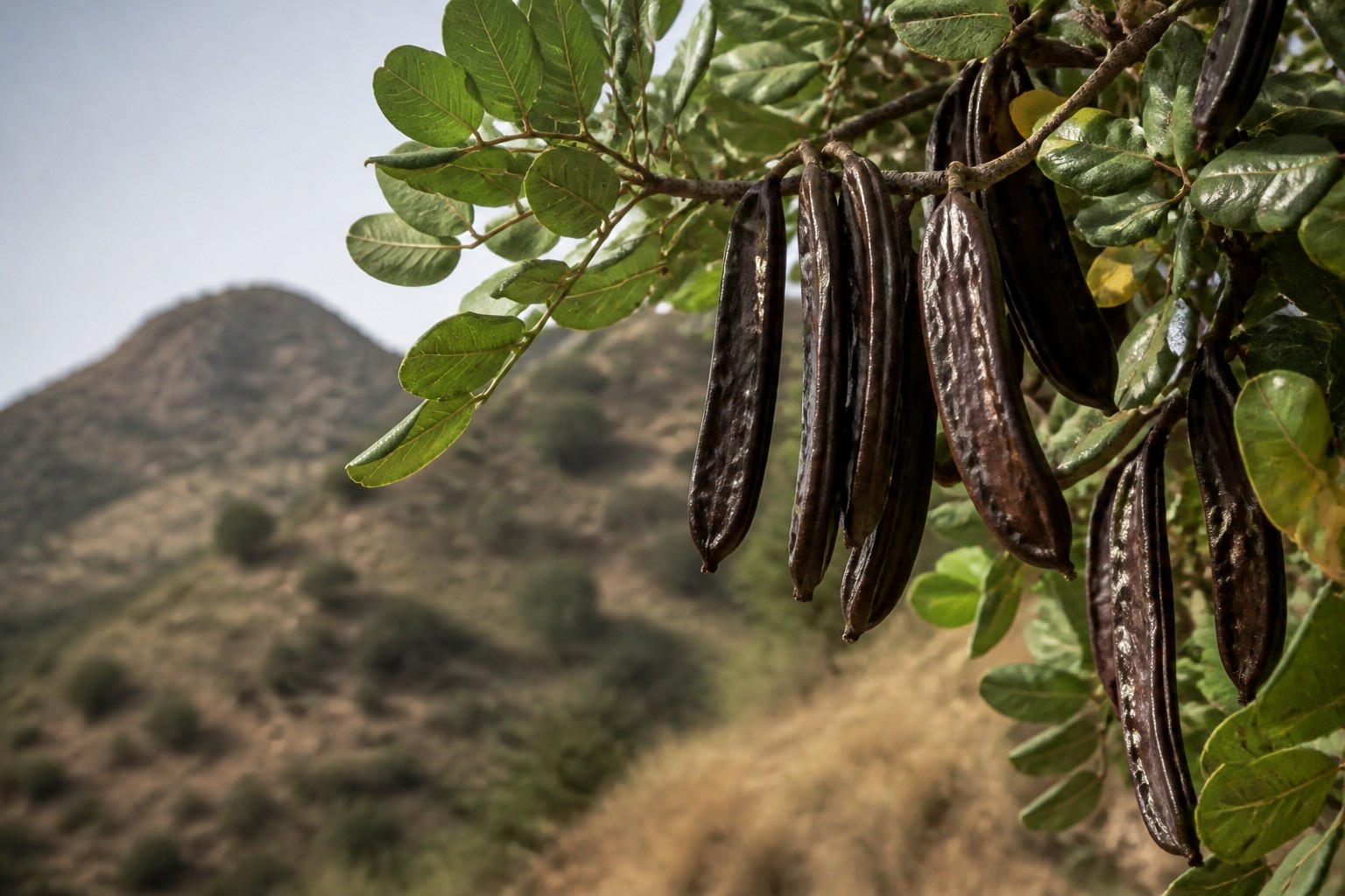 Reife Johannisbrot-Schoten an einem Baum in Südspanien, KI-generiertes Bild