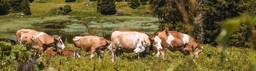 Photo avec un troupeau de vaches broutant de l'herbe dans un pré situé dans les Alpes Vaudoises