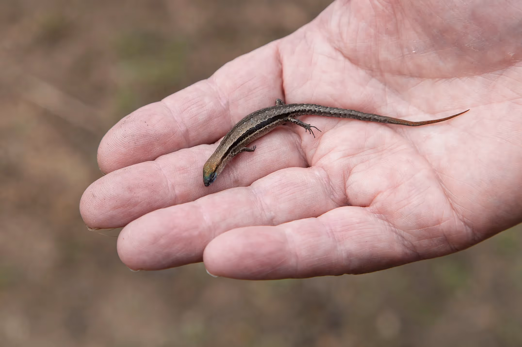 Sun-skinks Lampropholis guichenoti