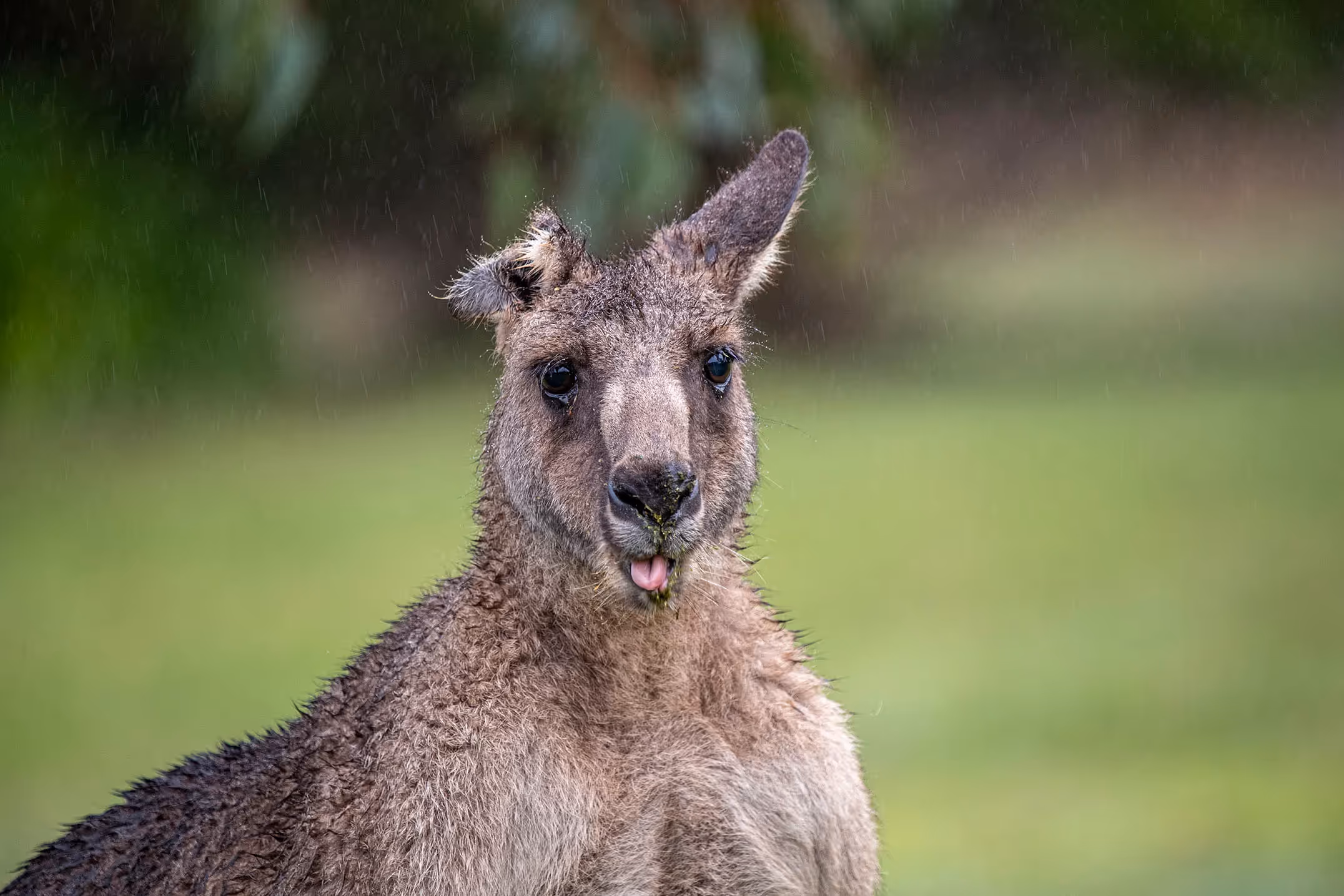 Kangaroos with ears shot off are not uncommon