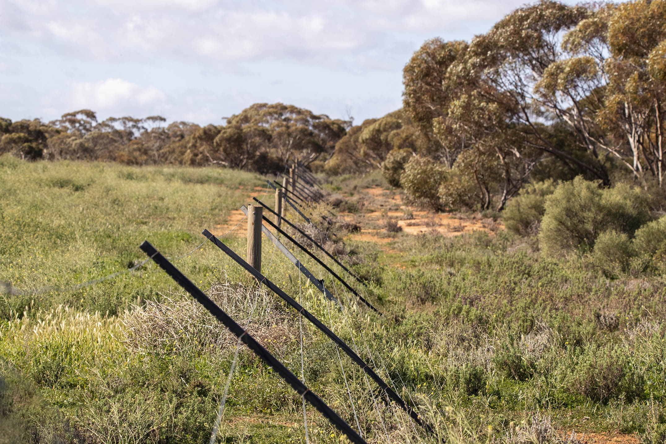 Kangaroo entrapment fence Murray Sunset National Park to the right of image