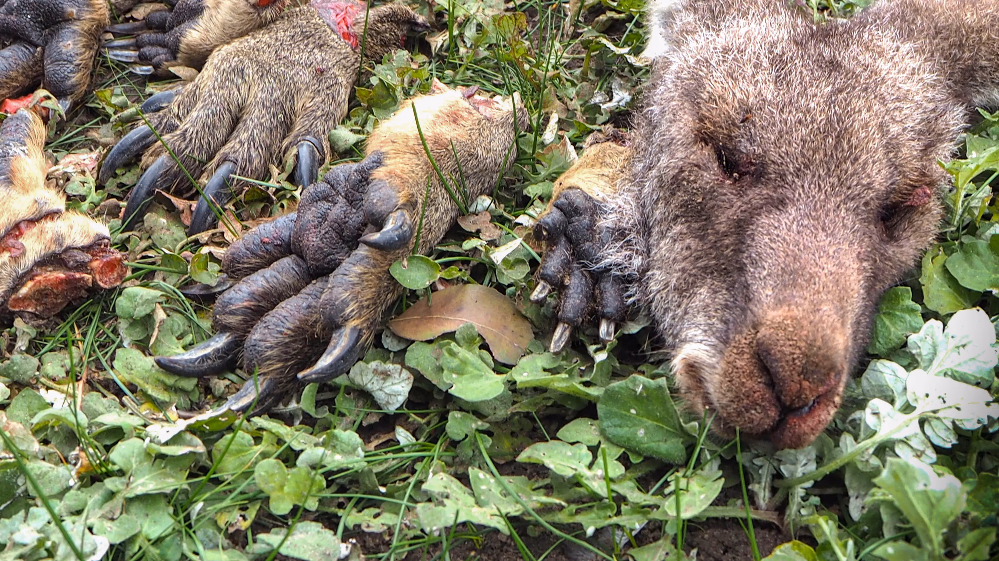 The price of the RSPCA's commercial trade in wildlife