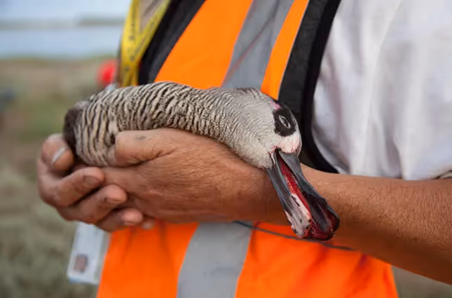 Pink Duck shot on Ramsar site in Victorai