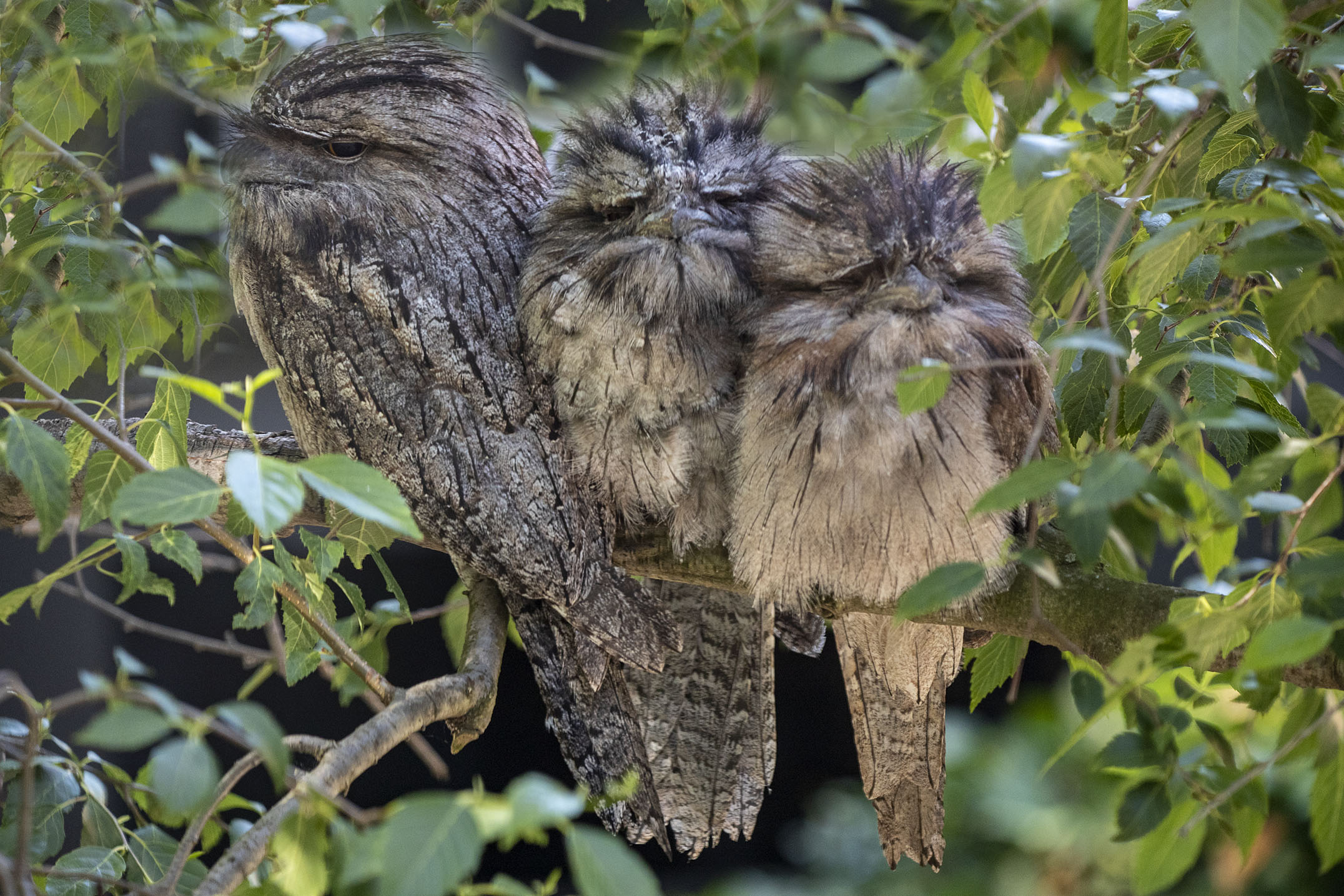 Tawny Frogmouth with young, South Yarra