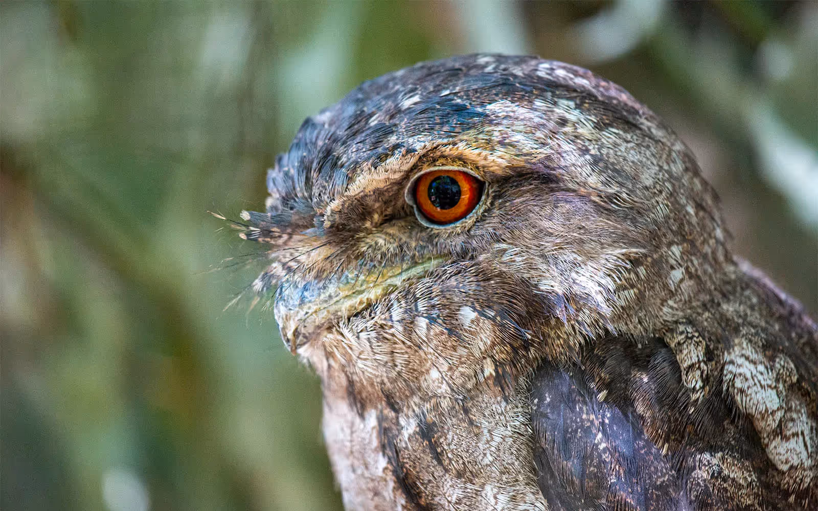 Papuan Frogmouth