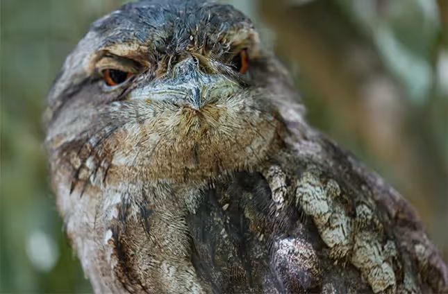 Papuan Frogmouth