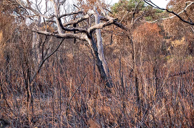 Mount Richmond National Park reduction burn