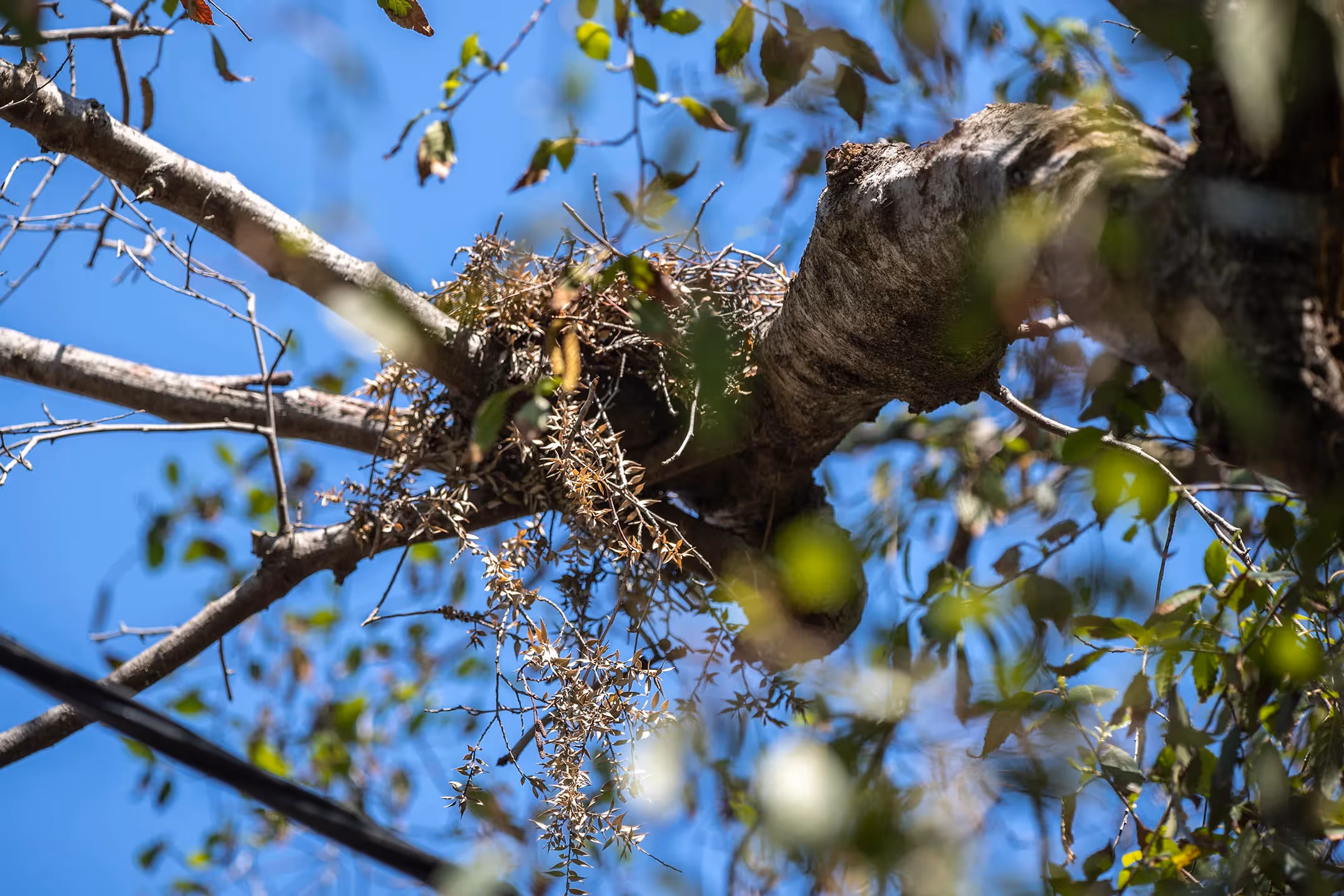 Tawny Frogmouth nest