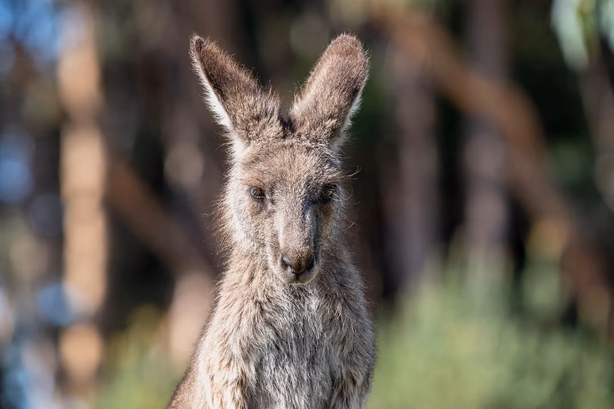 Rescued joey Kangaroo