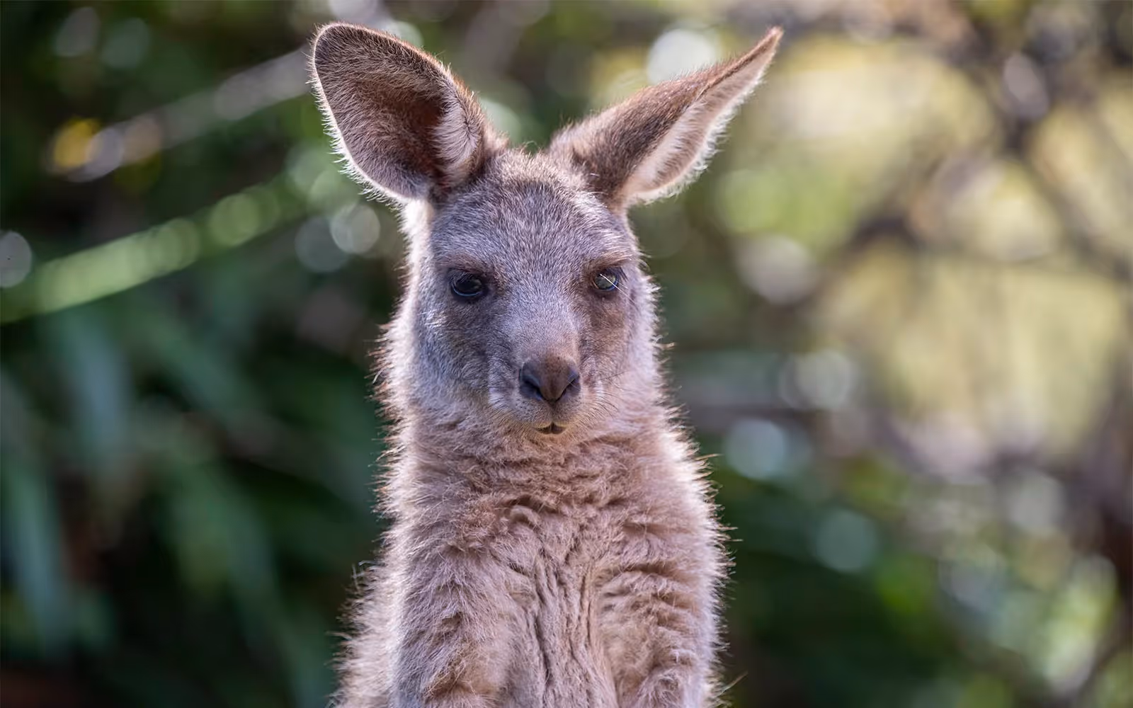 Joey Kangaroos face terrible acts of cruelty