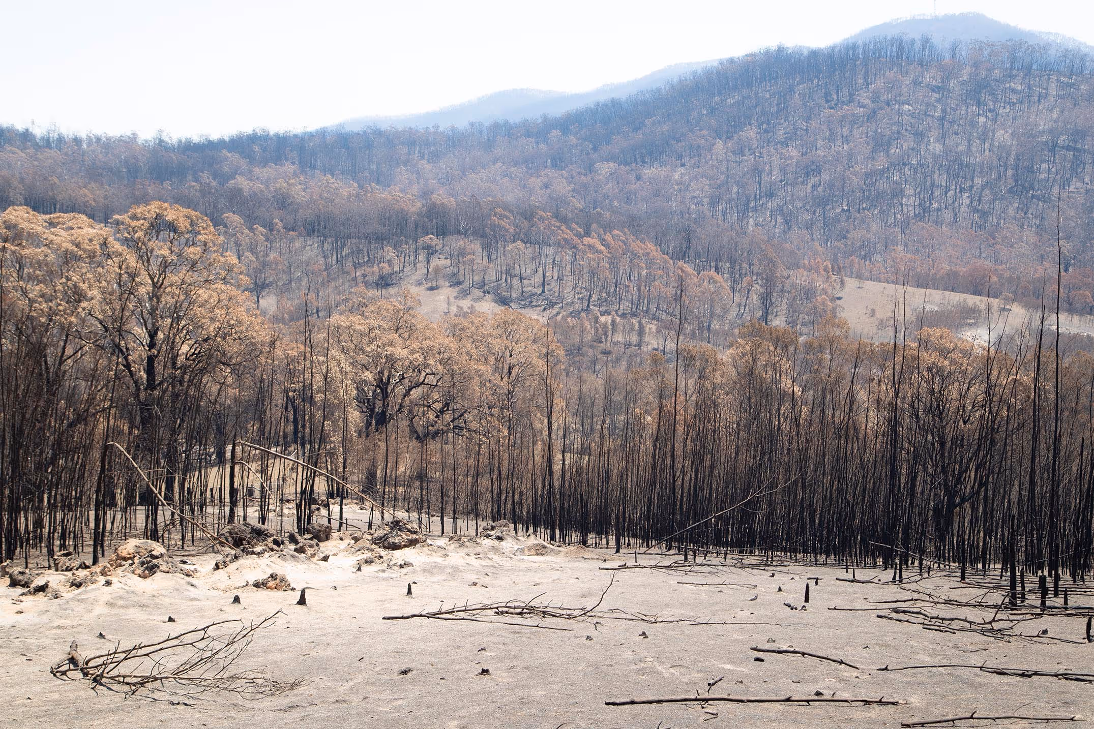 Cobargo, New South Wales