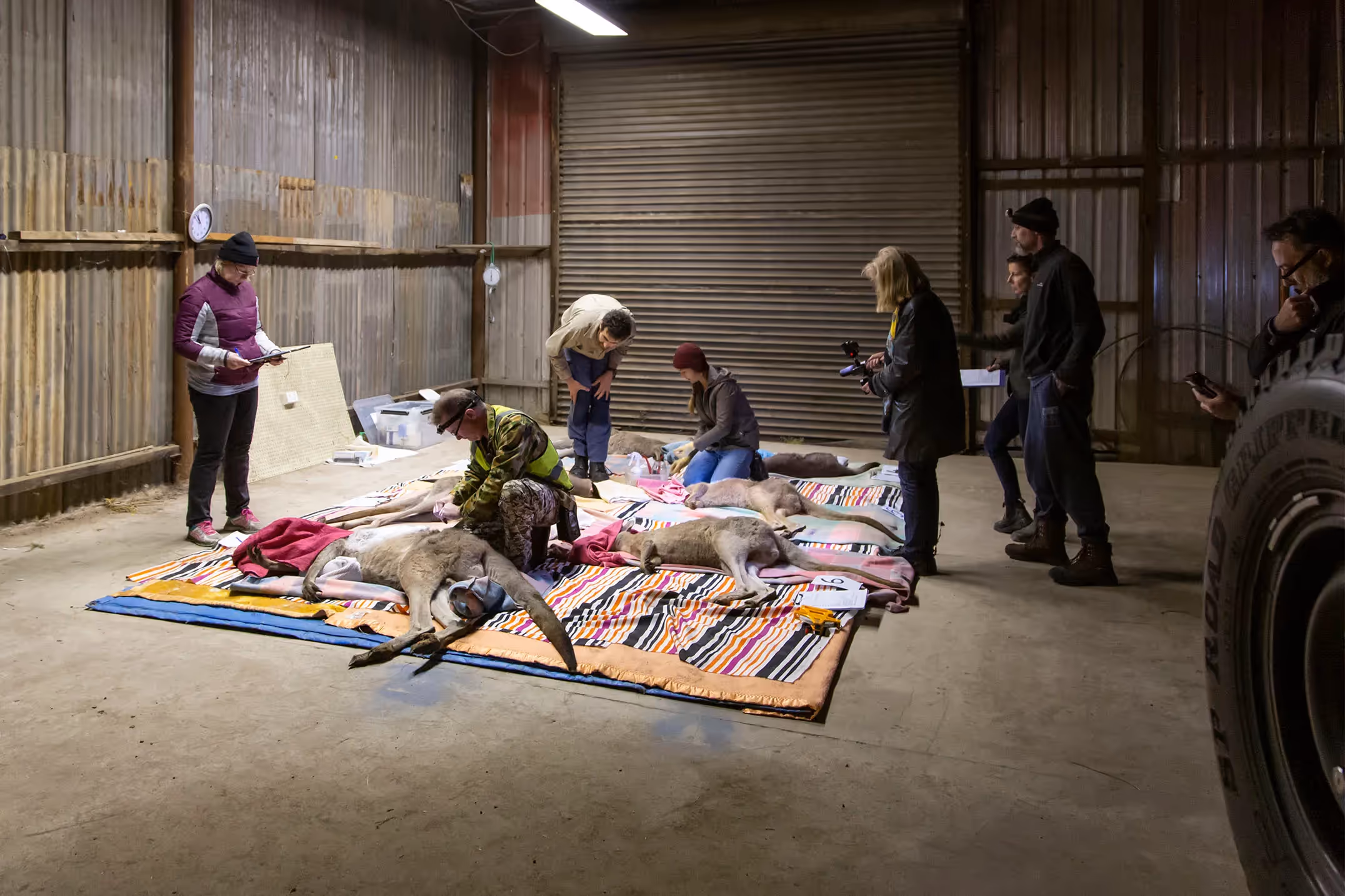 The Kangaroo relocation begins