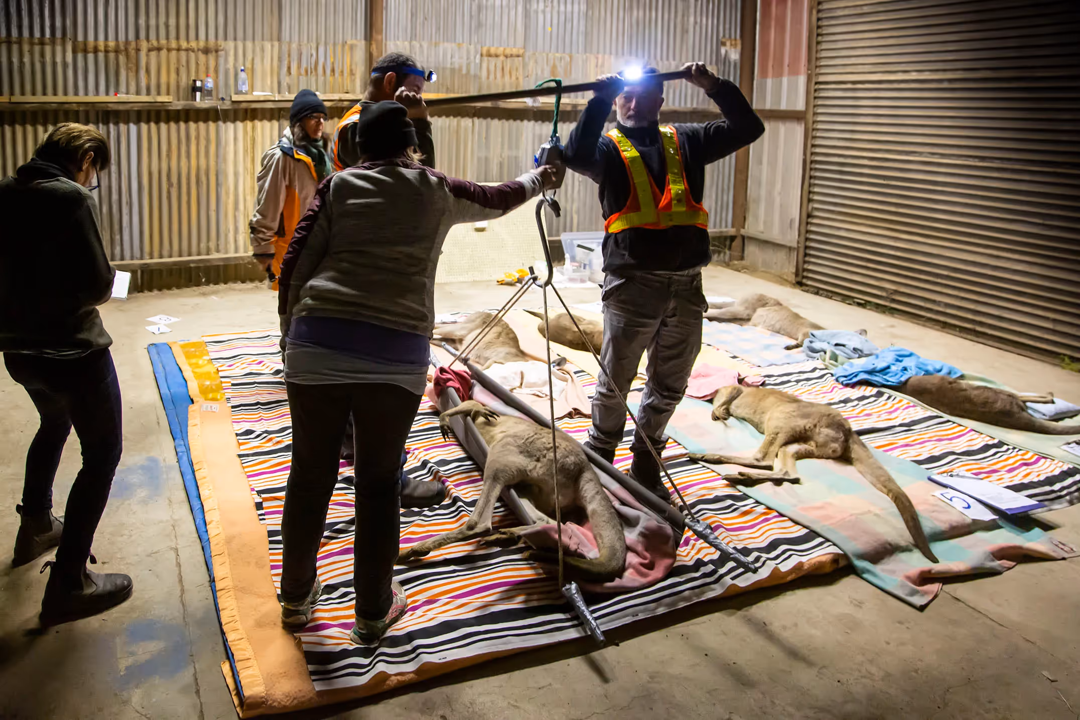 Weighing the Kangaroos prior to relocation