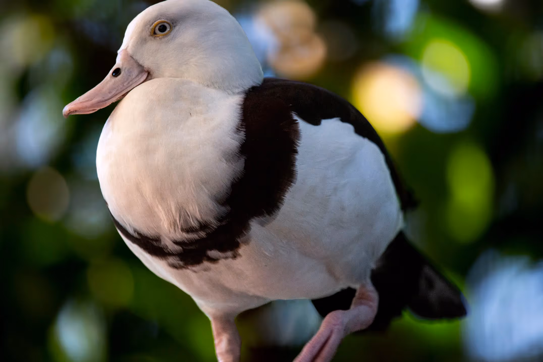 Radjah Shelduck Tadorna radjah