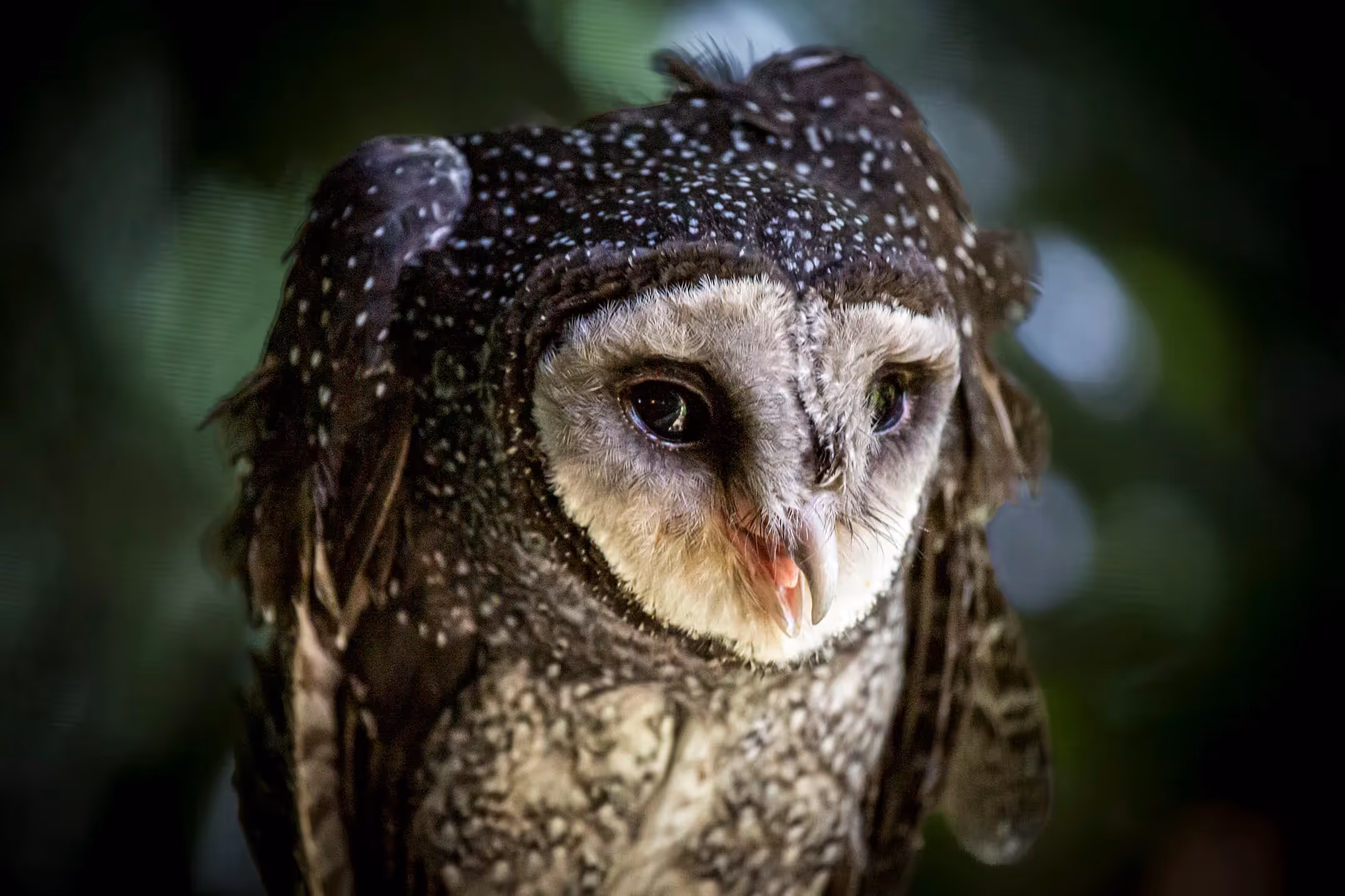 Lesser Sooty Owl